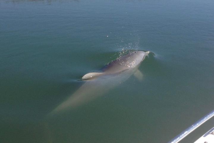 A dolphin swimming past a boat